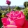 Florence Rose garden in bloom 