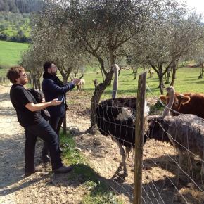 Ostriches and Olive-Oil
